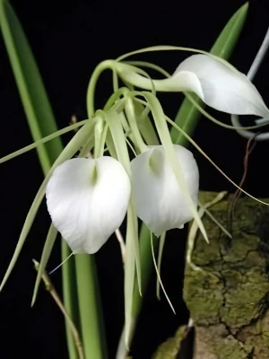 Bild von Brassavola nodosa 1